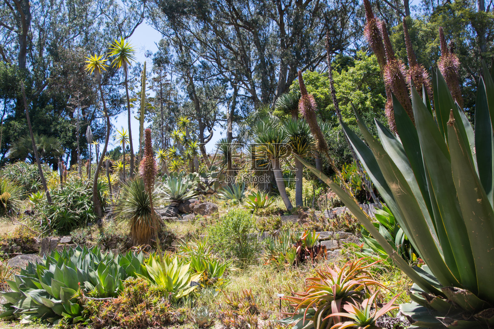 花园里巨大的多肉植物照片摄影图片
