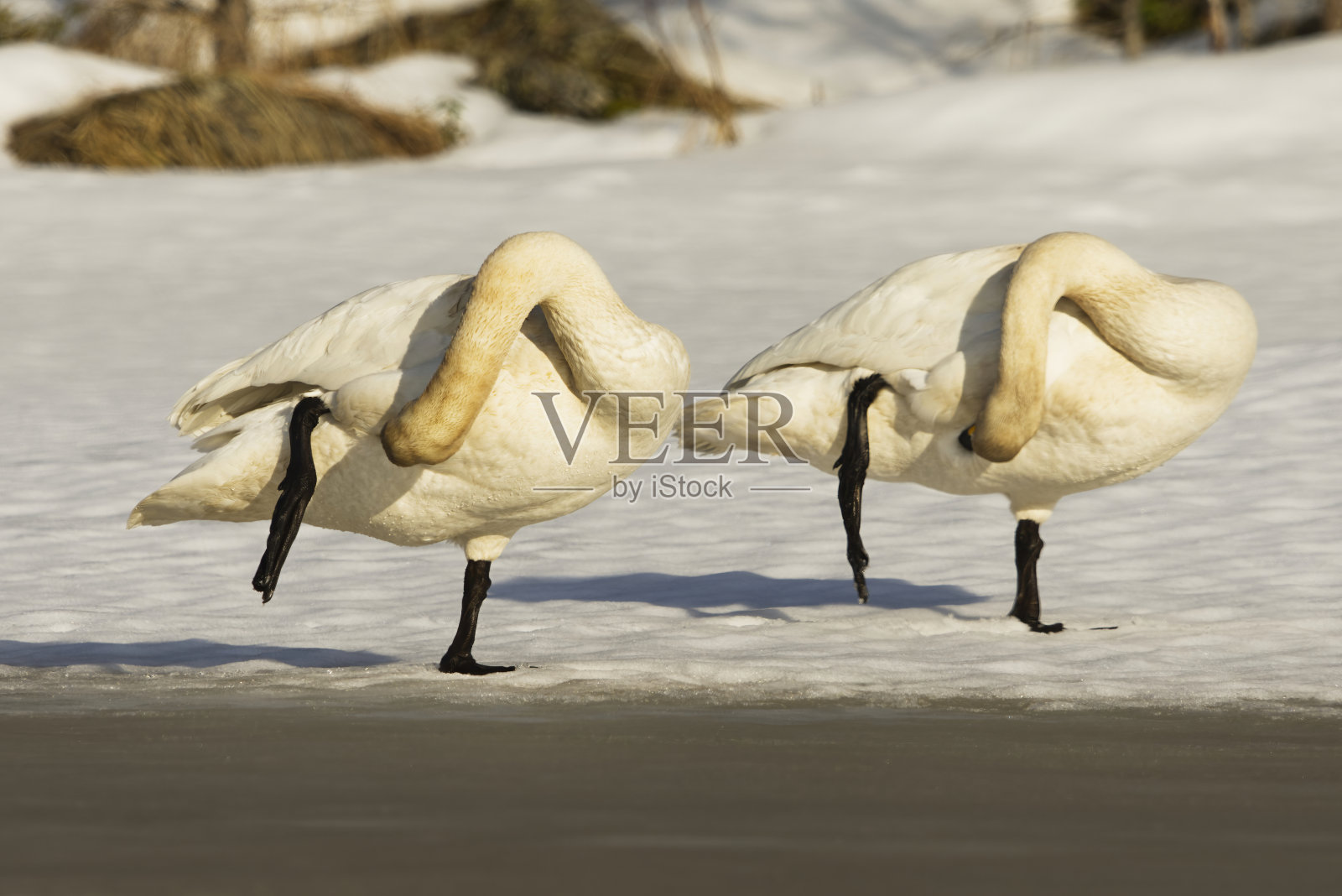 早春时分，一对大天鹅在冰上同步为自己的母亲梳理毛发。照片摄影图片
