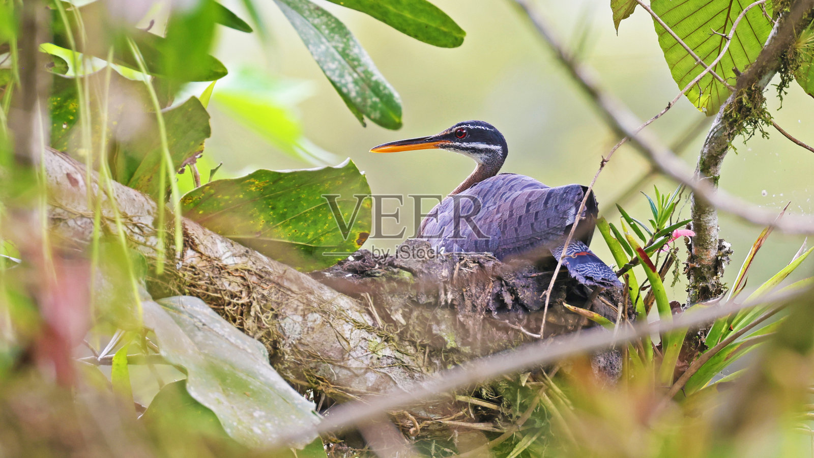 在哥斯达黎加筑巢的月麻鸟照片摄影图片
