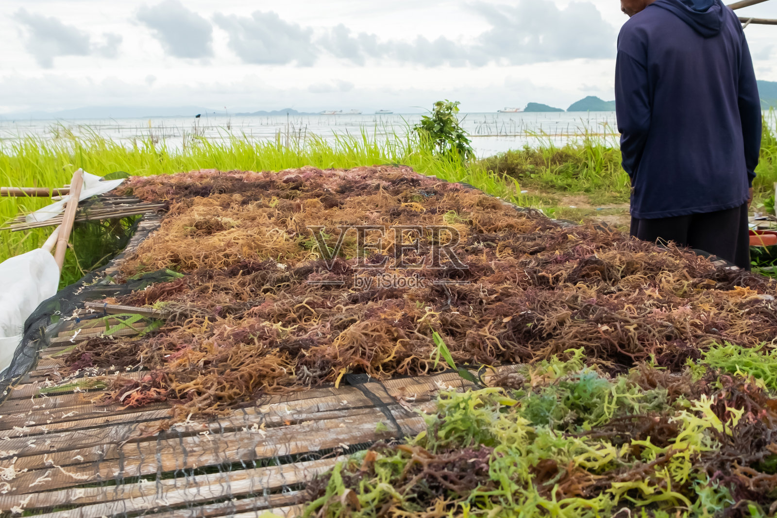 一个农民正在晒海藻照片摄影图片