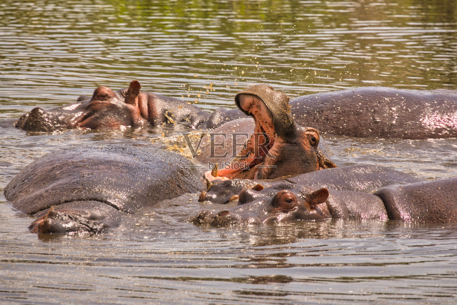 河马在Ngorogoro箱子里照片摄影图片
