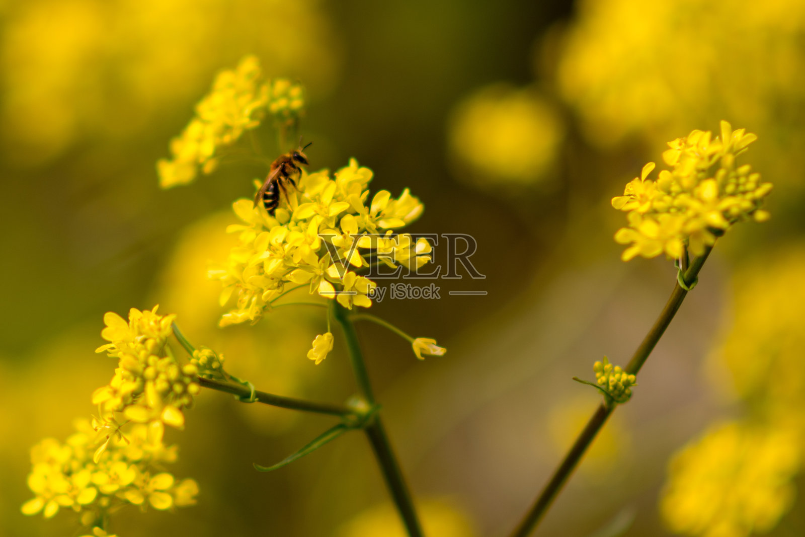 油菜花上的蜜蜂照片摄影图片