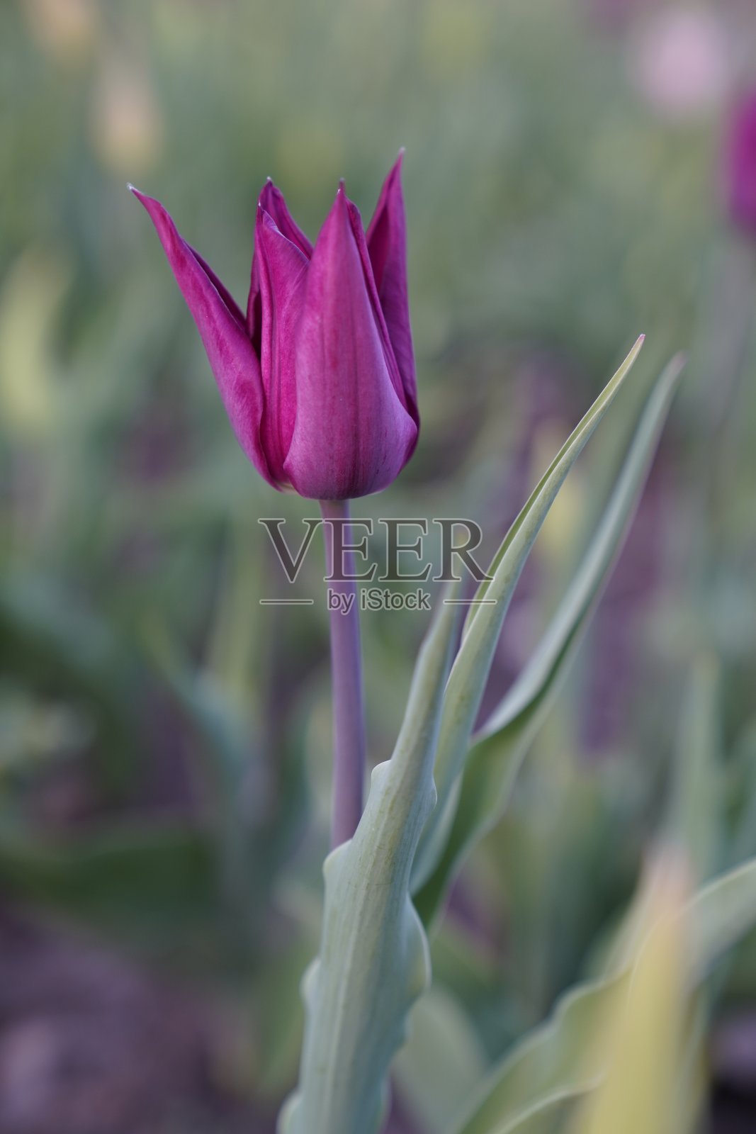 紫色郁金香照片摄影图片