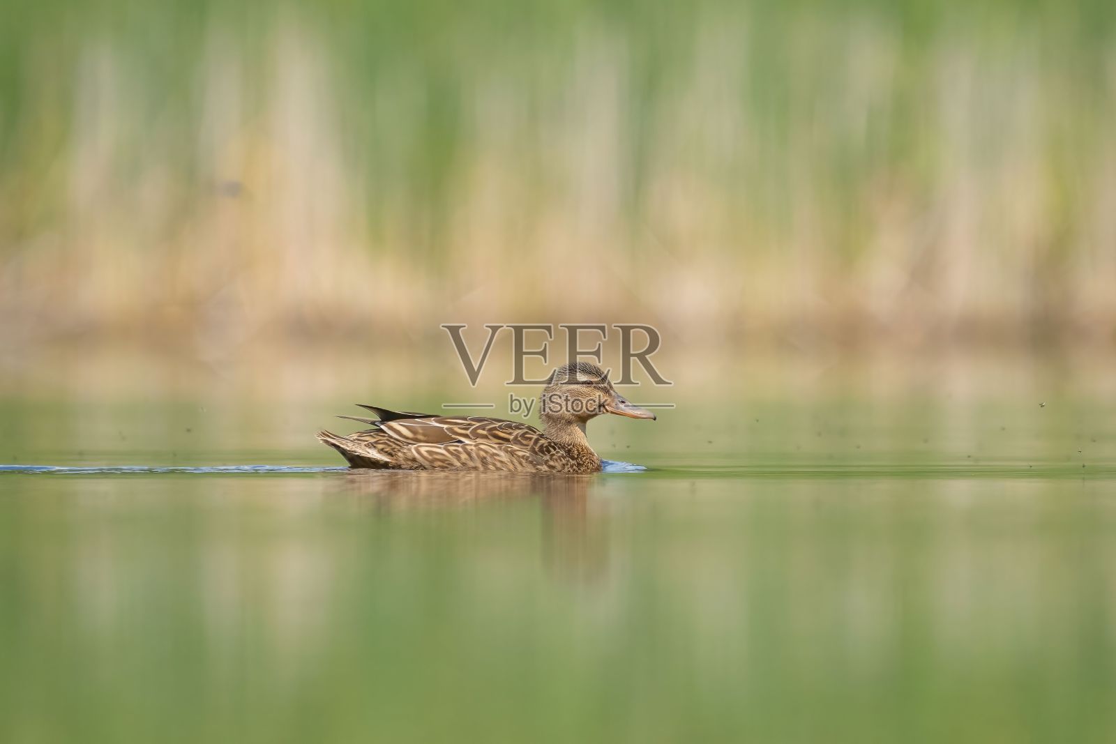 棕色绿头鸭悠闲地在平静的湖面上游泳照片摄影图片