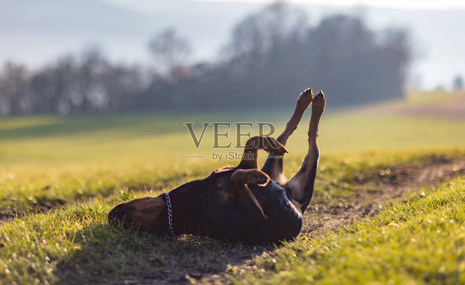 欢快的罗威纳犬在晨曦下的草地上翻筋斗照片摄影图片