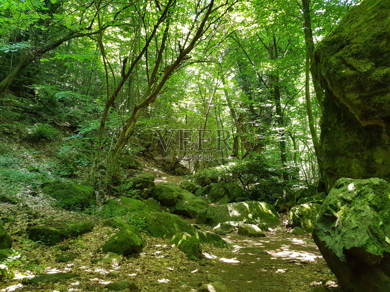 森林照片摄影图片