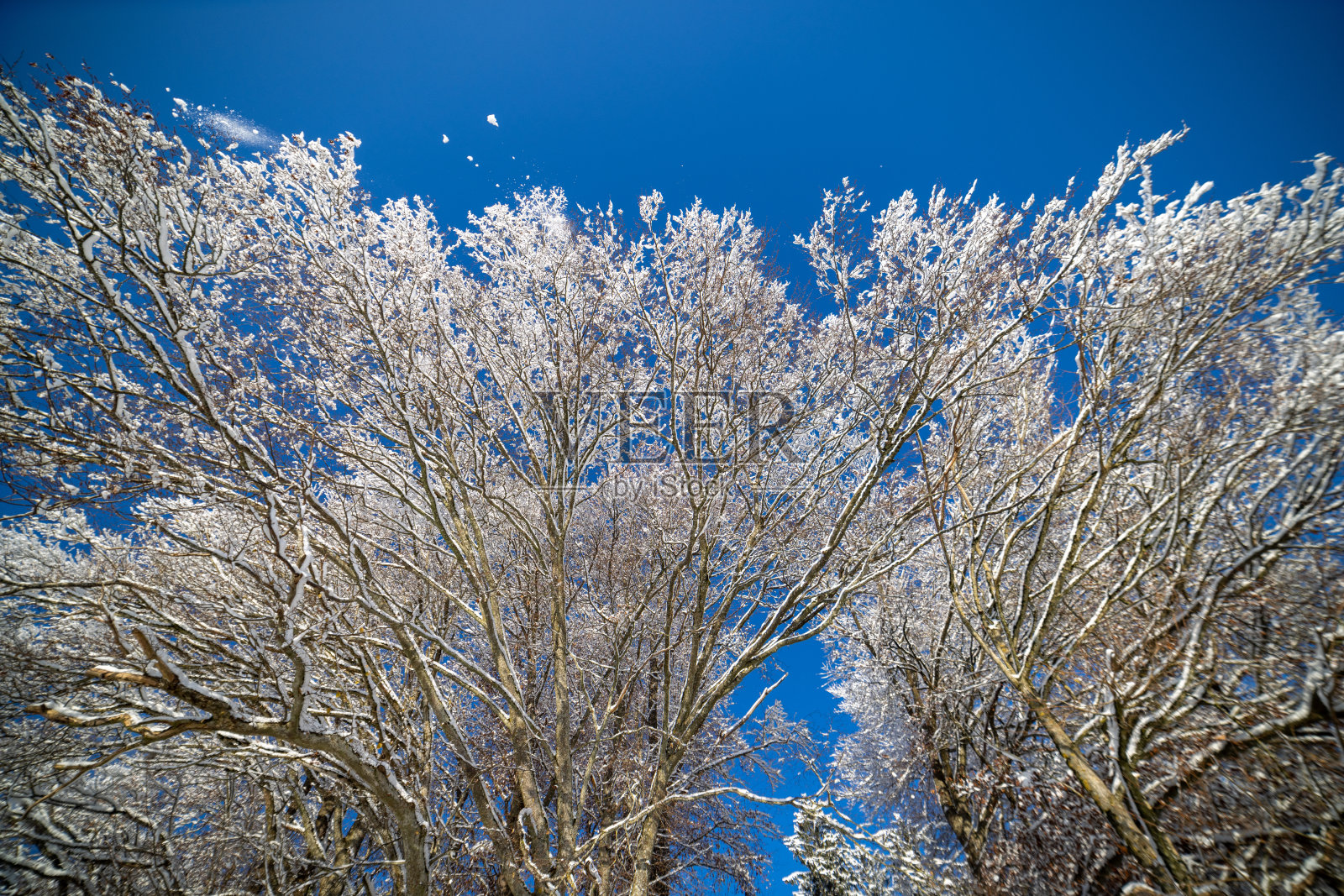 冬天的树枝衬着蓝天照片摄影图片