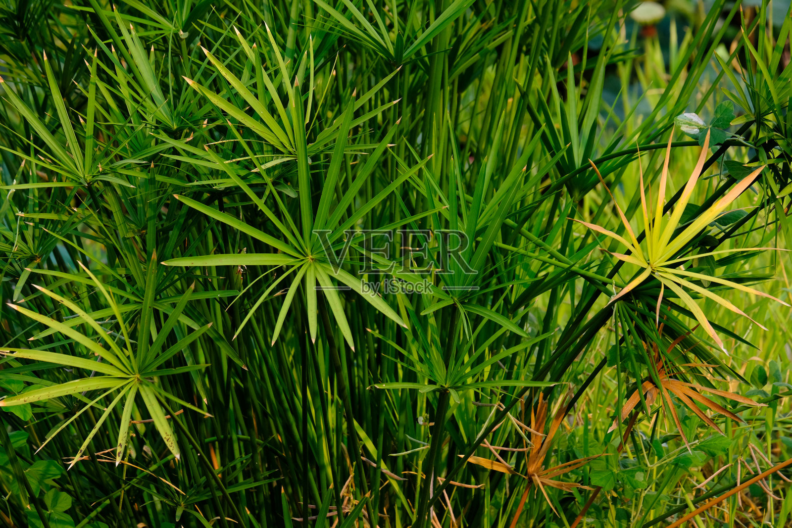 绿色公园里的绿叶照片摄影图片