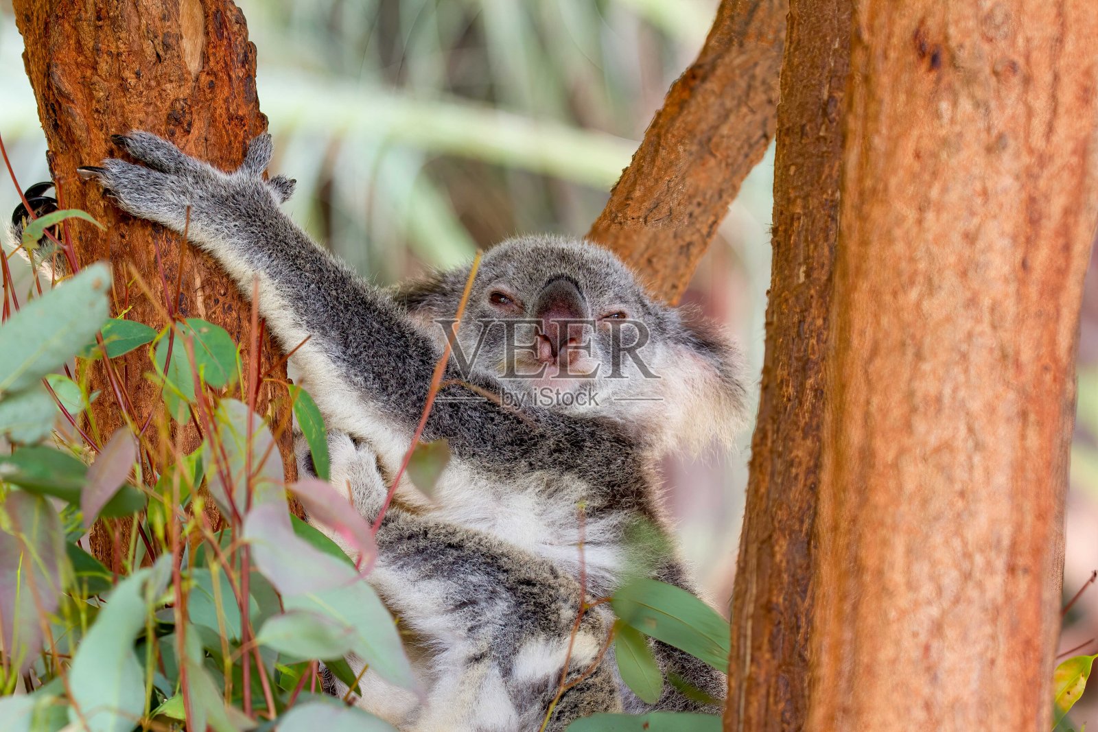 考拉熊向前看照片摄影图片