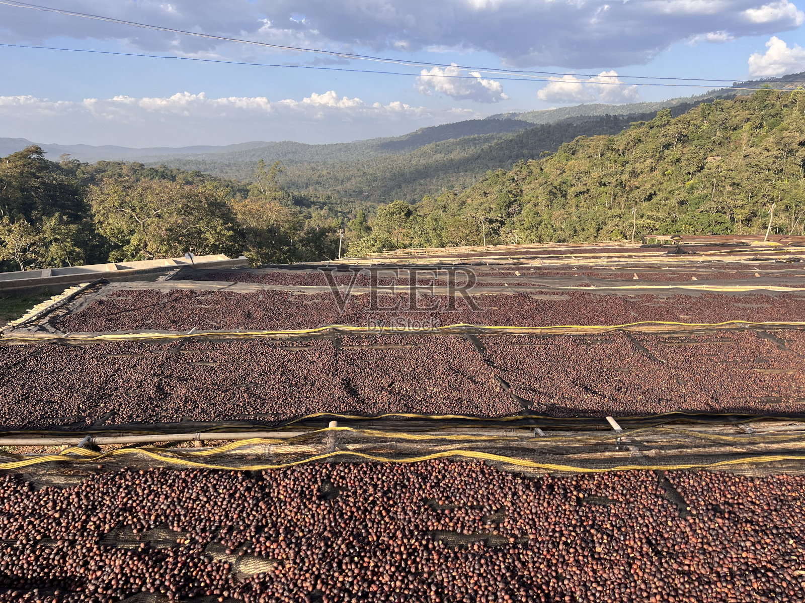 埃塞俄比亚咖啡樱桃躺在一个晒干站在凸起的竹床上。这个过程是自然过程。Bona Zuria, Sidama，埃塞俄比亚，非洲照片摄影图片