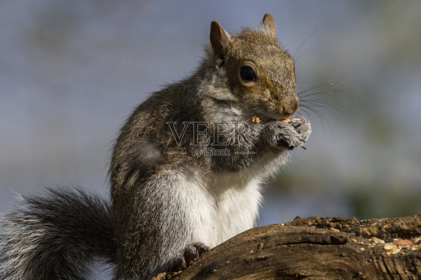 灰色的松鼠照片摄影图片