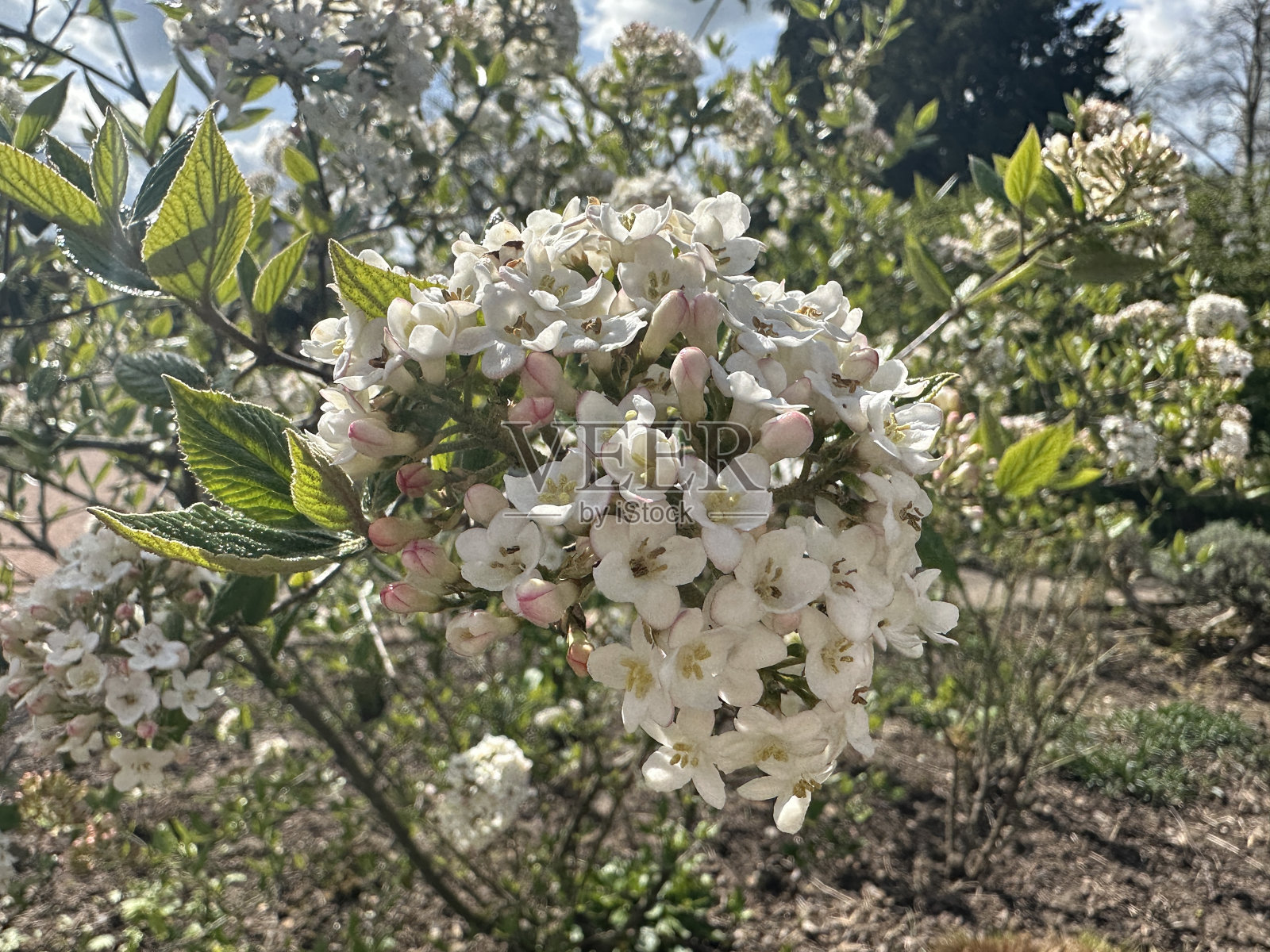 白色的豆荚照片摄影图片