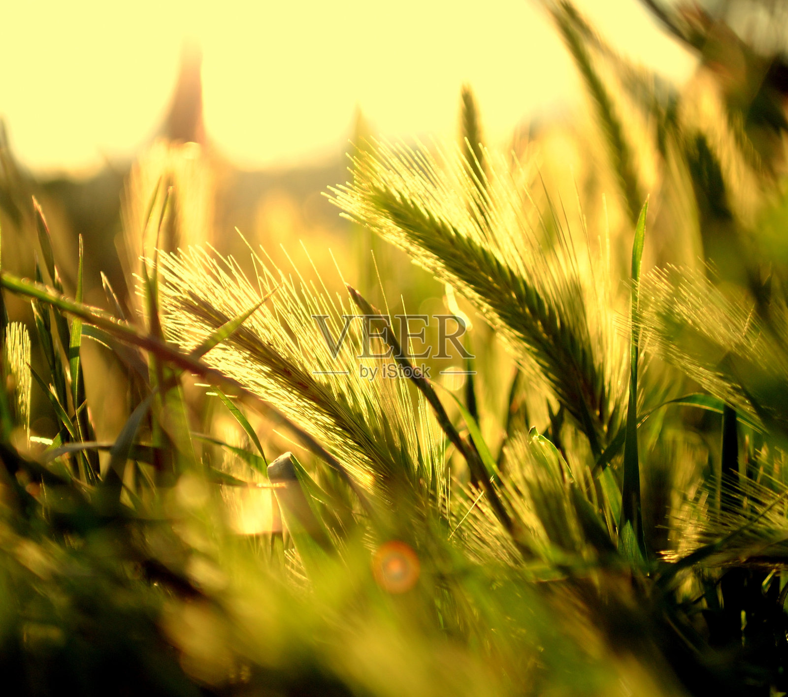 阳光下的草照片摄影图片