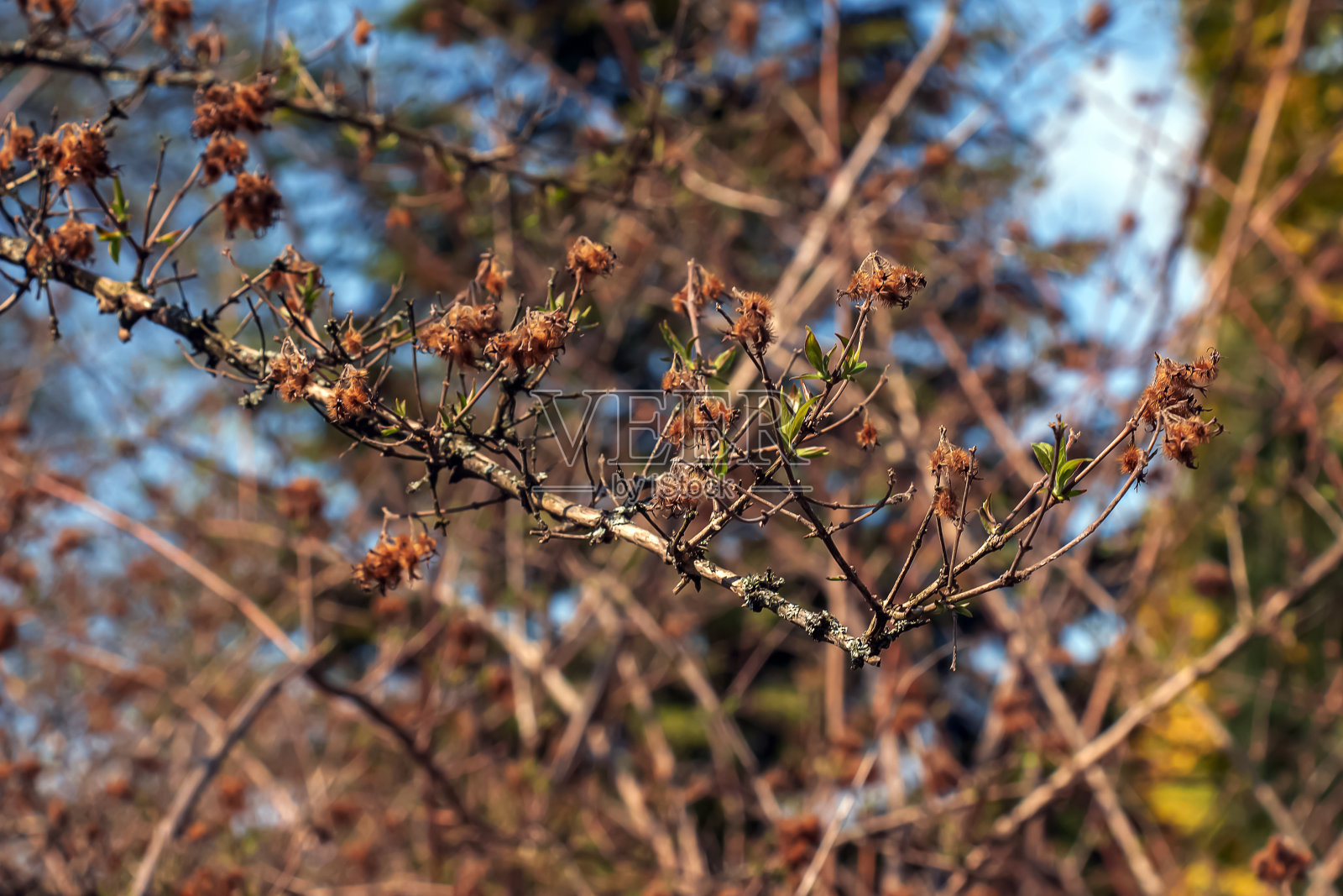 春天的第一片绿叶美丛。拉丁名Kolkwitzia amabilis照片摄影图片
