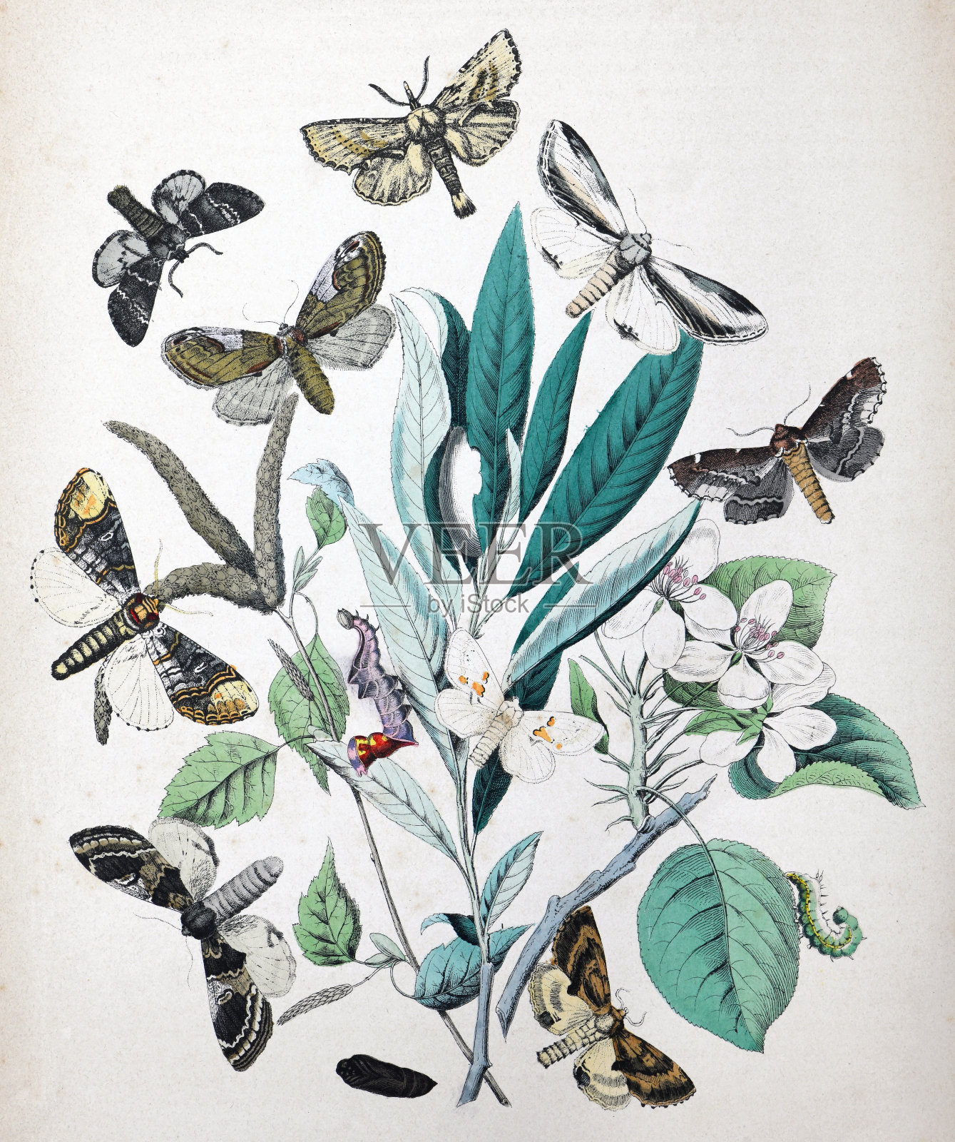 飞蛾和毛虫与花寄主植物-复古色彩插图插画图片素材