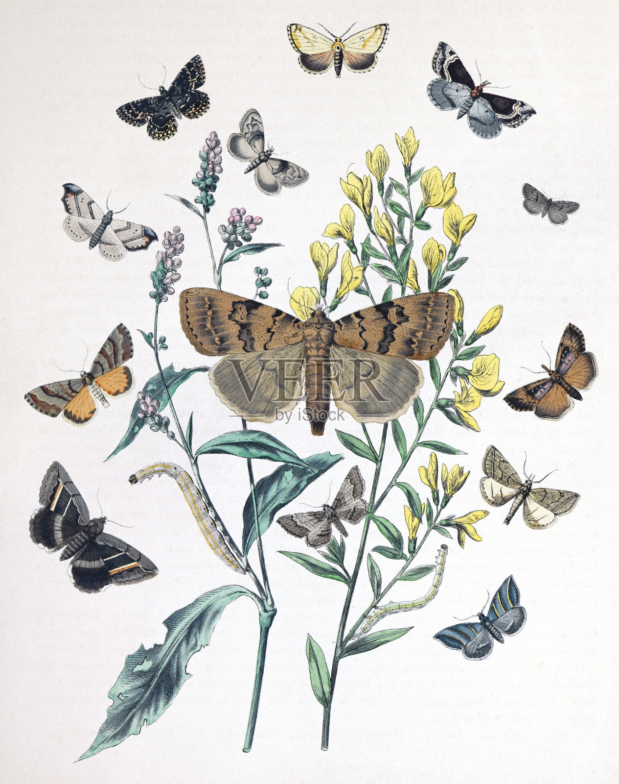 飞蛾和毛虫与花寄主植物-复古色彩插图插画图片素材