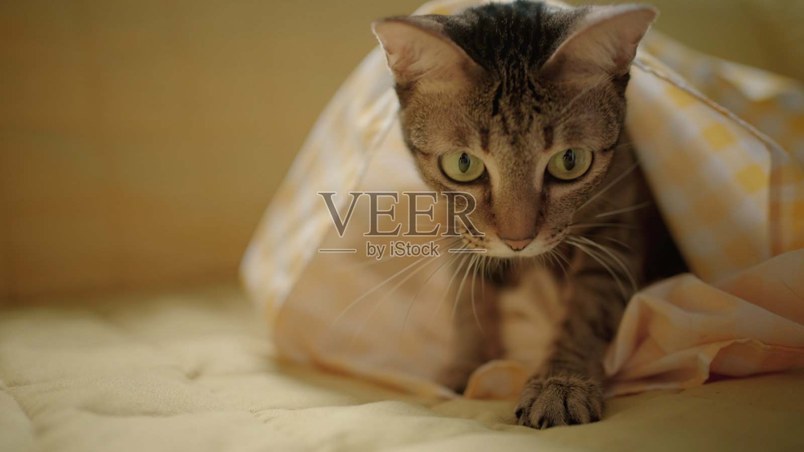 虎斑猫在黄色沙发上玩耍的特写。照片摄影图片