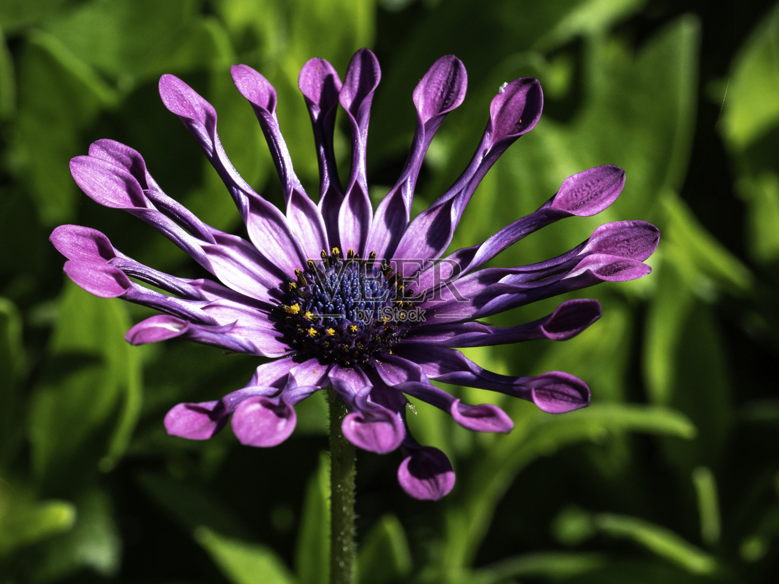 美丽的紫色花朵照片摄影图片