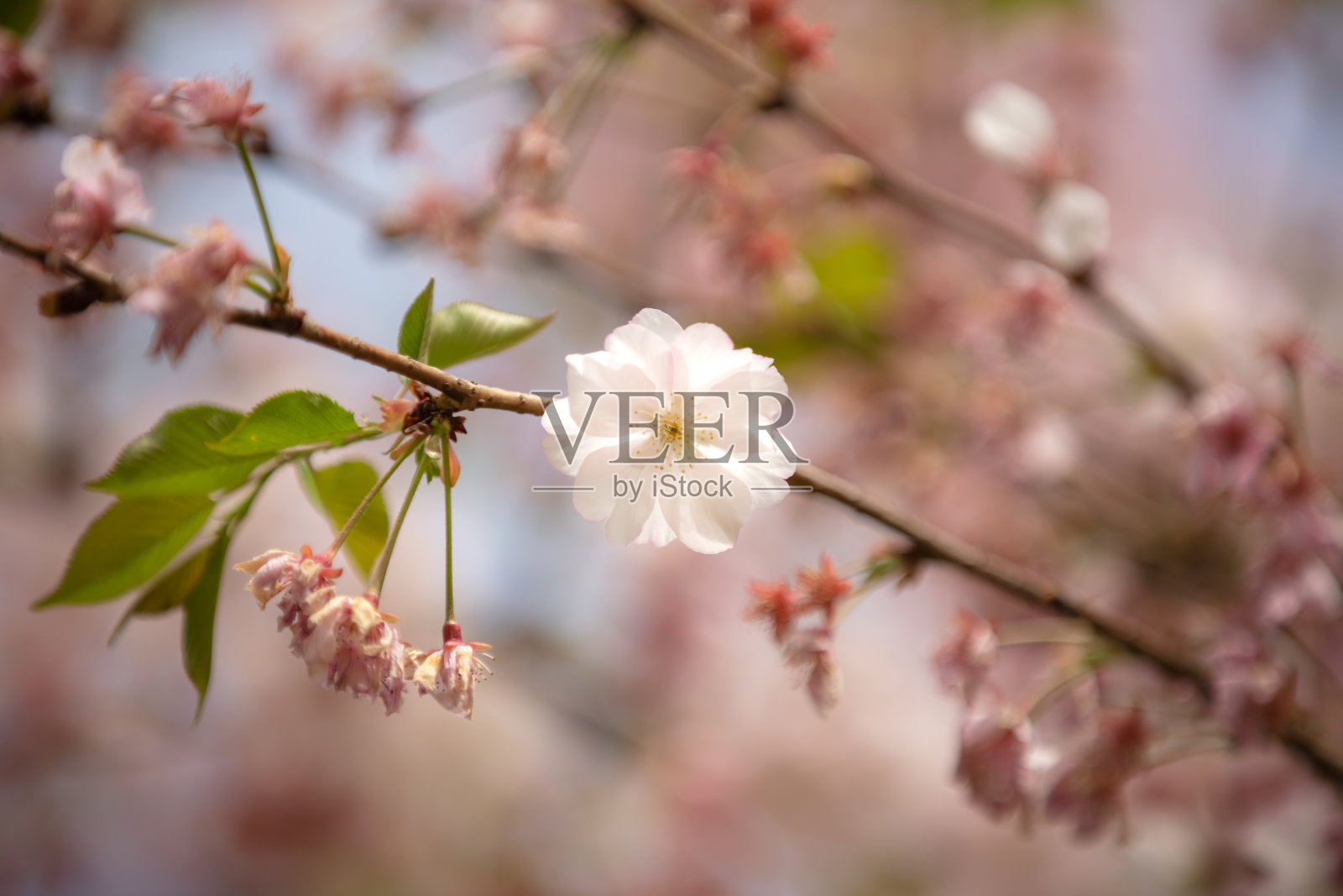 樱花树。照片摄影图片