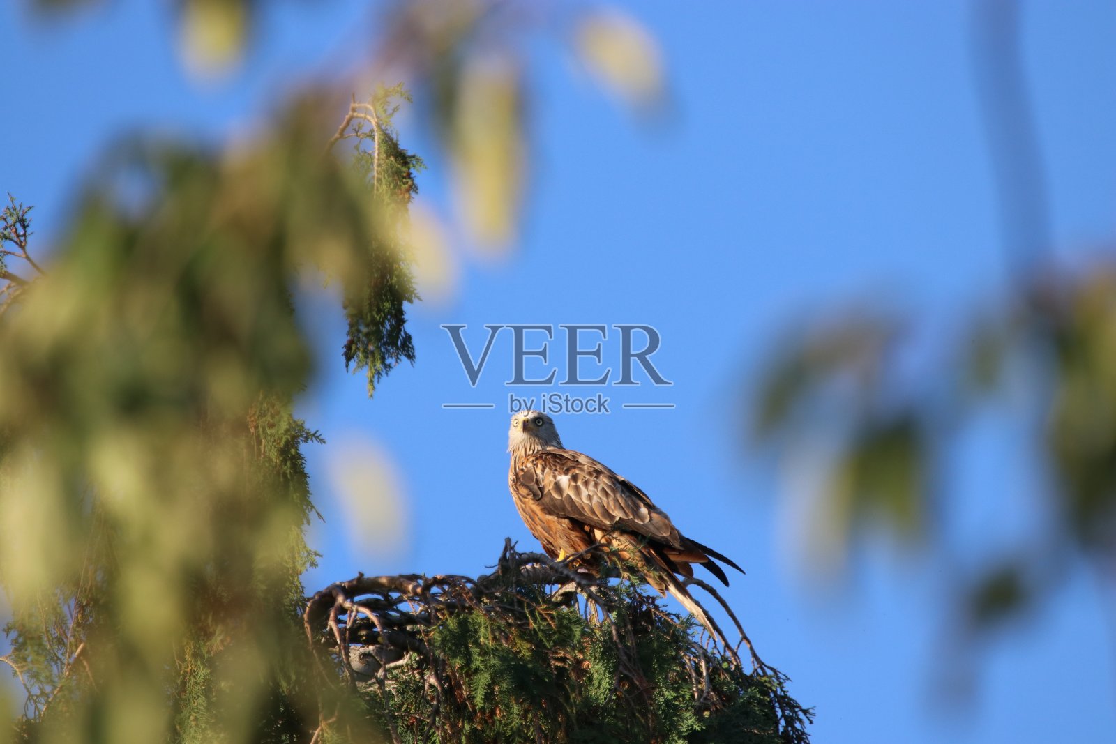 红风筝停在树顶上照片摄影图片