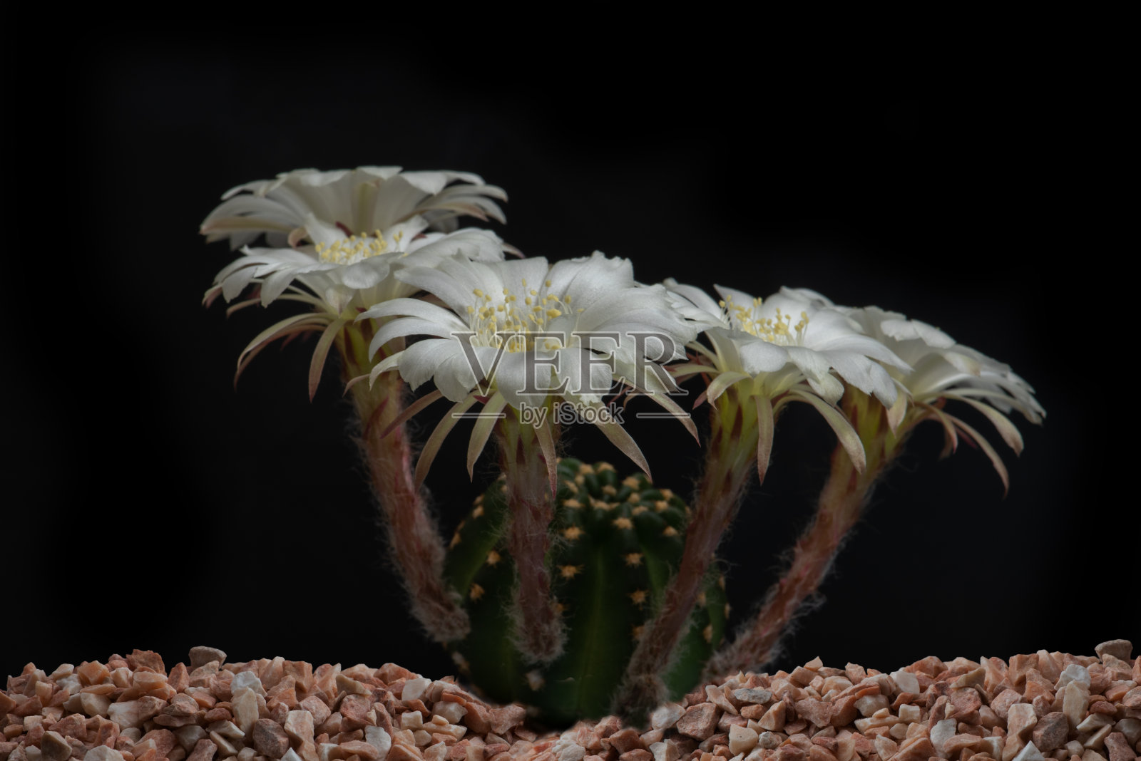 近距离观察仙人掌盛开的花朵照片摄影图片