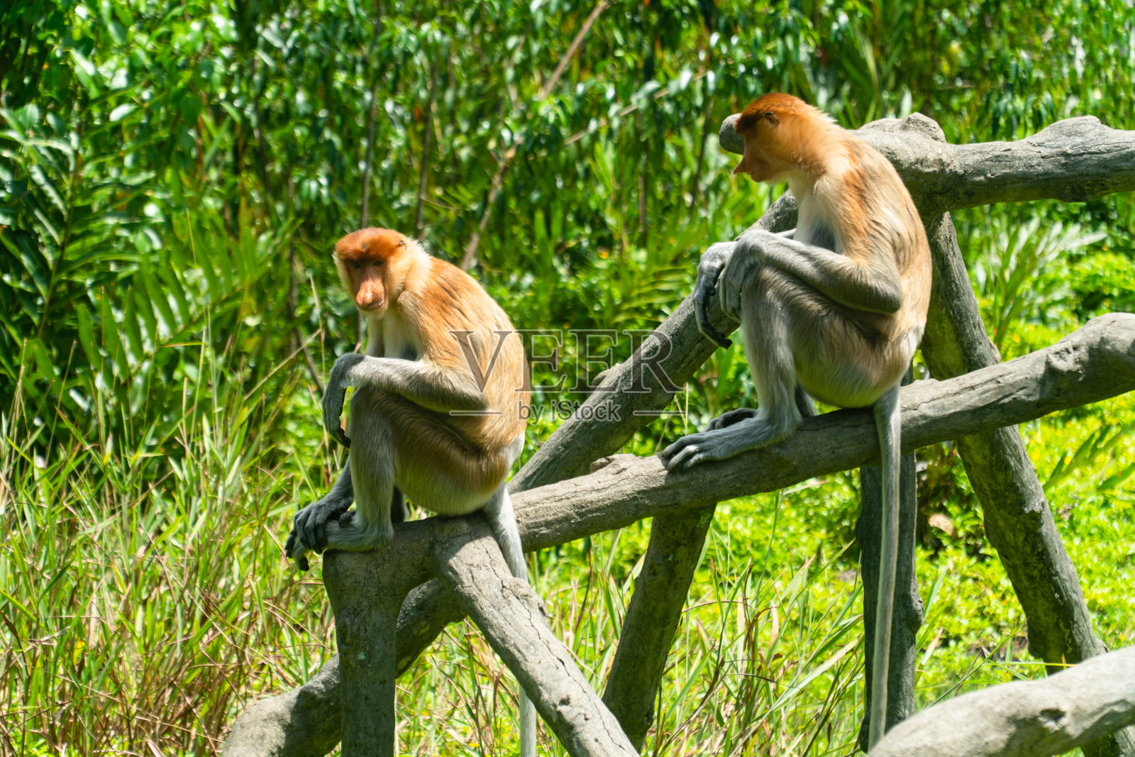 婆罗洲的长鼻猴。马来西亚。照片摄影图片