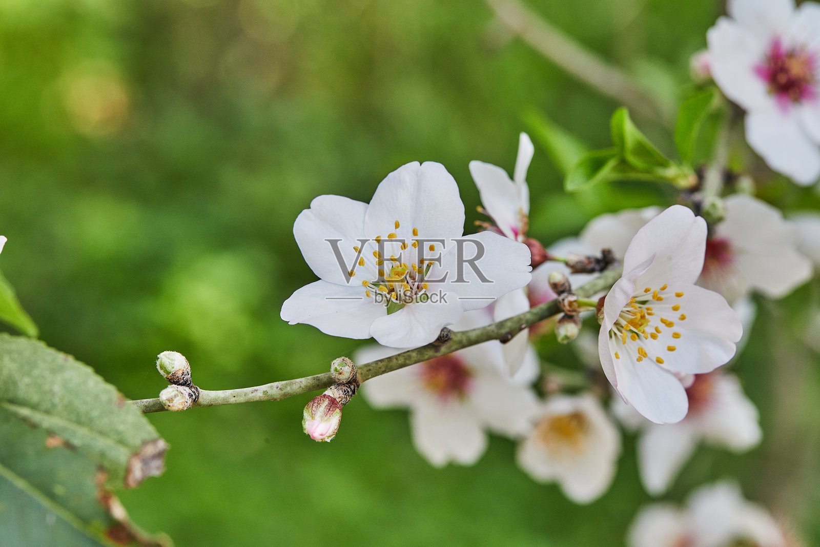 杏花特写：果园中杏树的开花枝条照片摄影图片