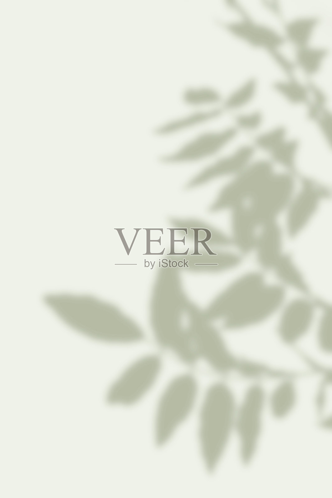 植物阴影背景照片摄影图片