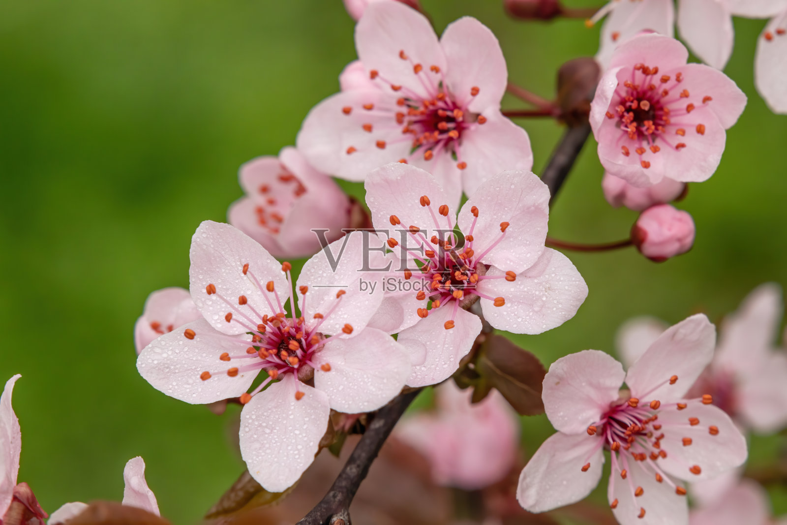 树枝上粉红色的春花特写。水滴落在花瓣上照片摄影图片