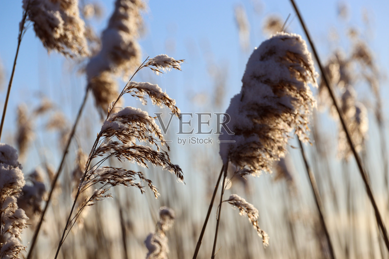 德国Keitum的叙尔特岛上的雪景照片摄影图片