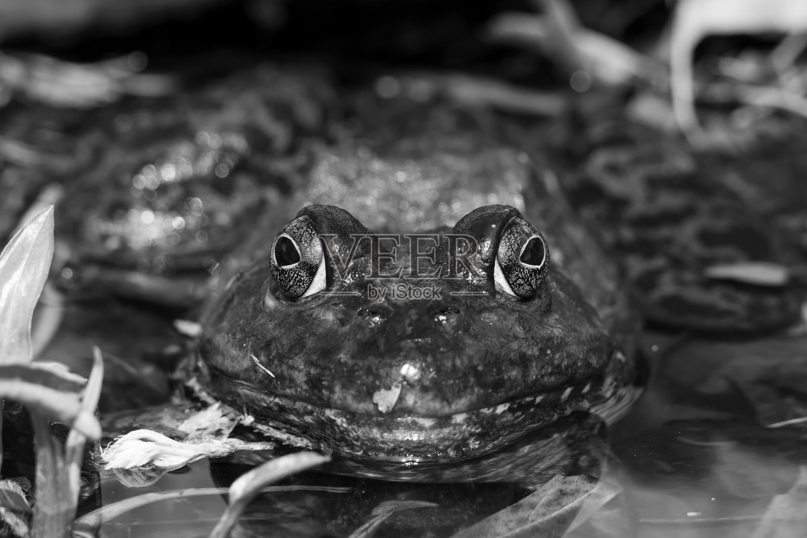 美国牛蛙黑白写真。照片摄影图片