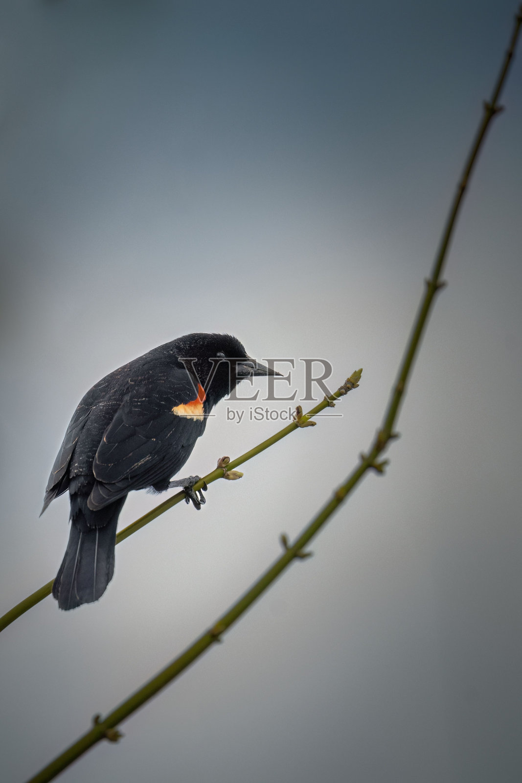 一只红翼黑鸟栖息在树枝上的垂直镜头照片摄影图片