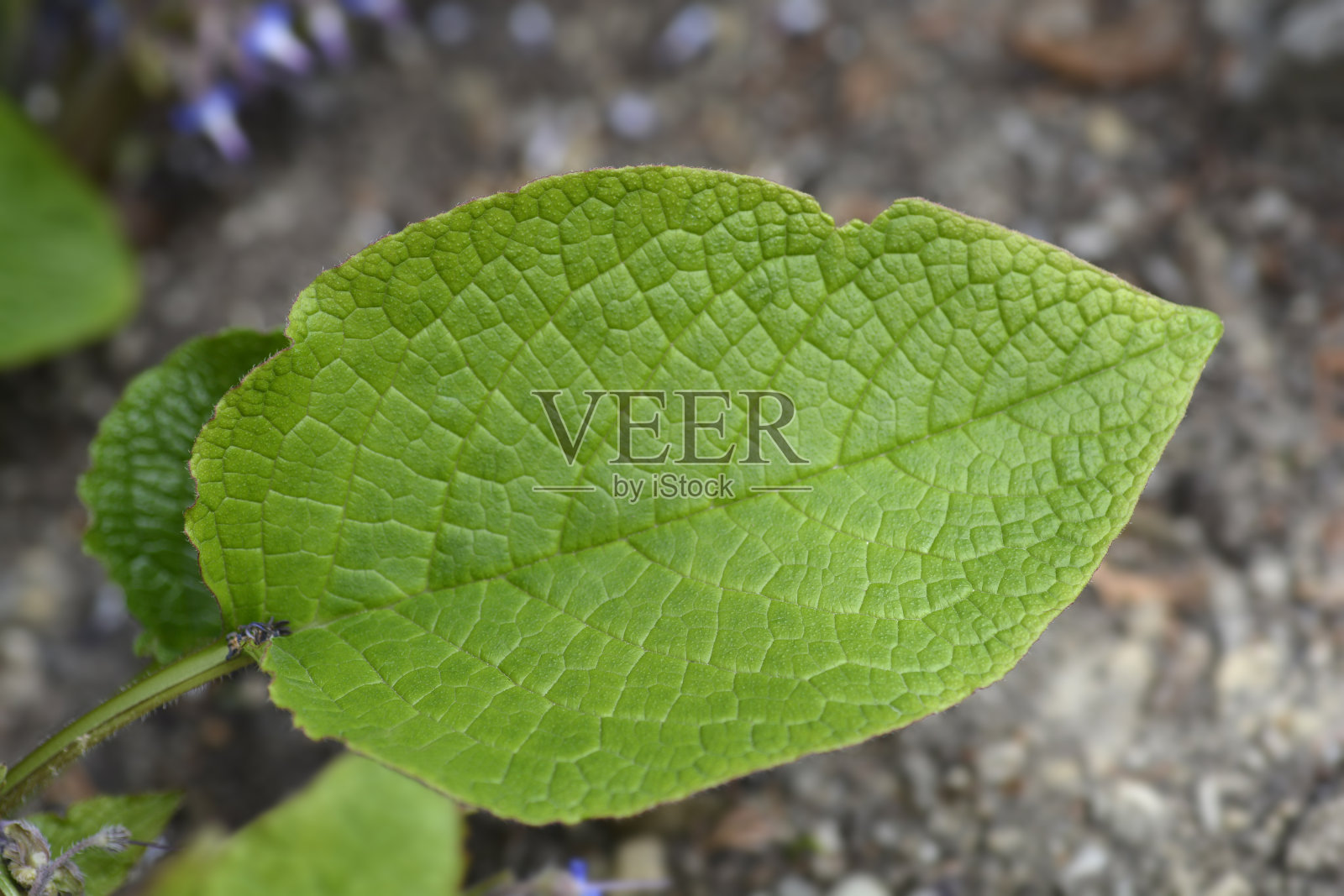 东方琉璃苣照片摄影图片