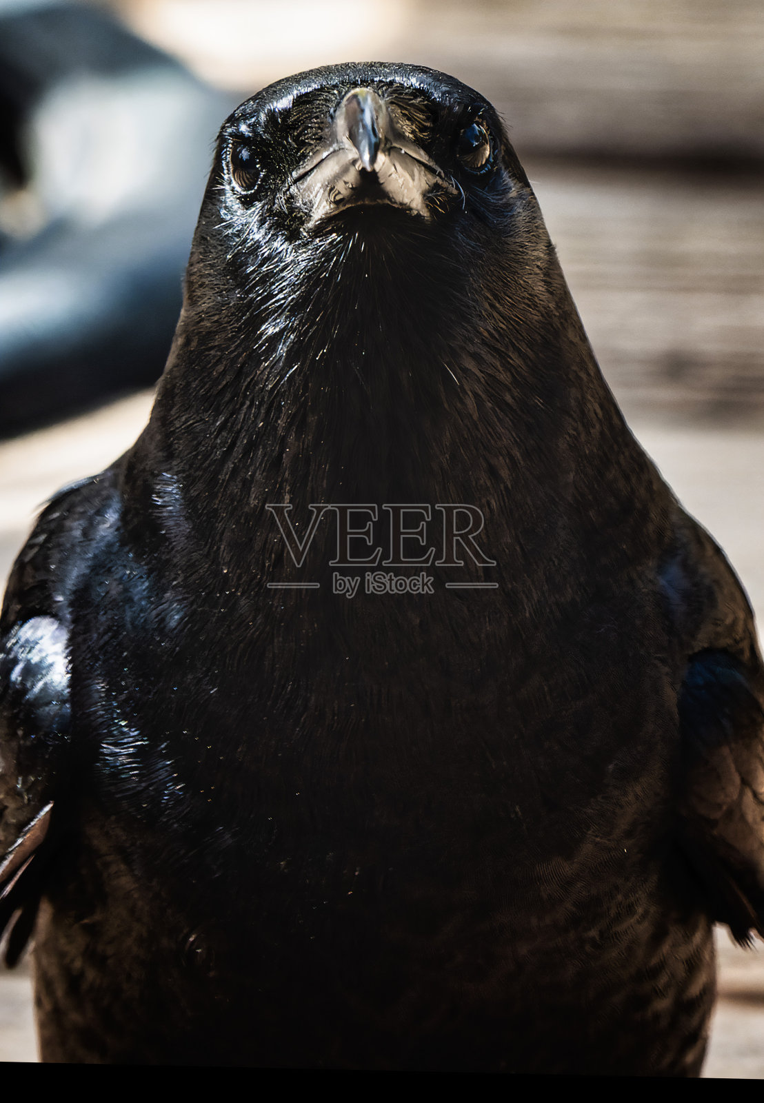 一只大黑鸟的特写照片摄影图片