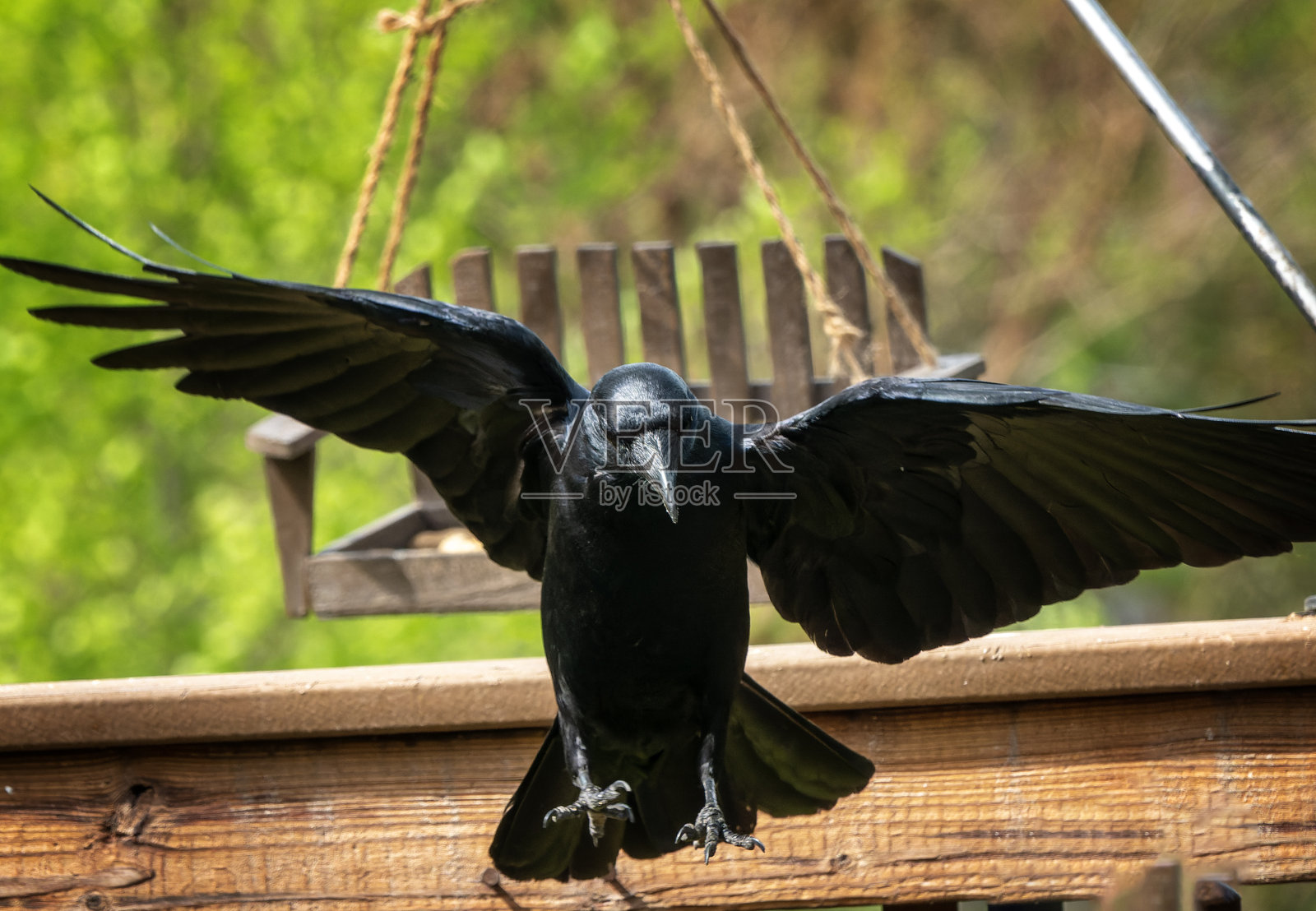 甲板上有一只大黑鸟照片摄影图片