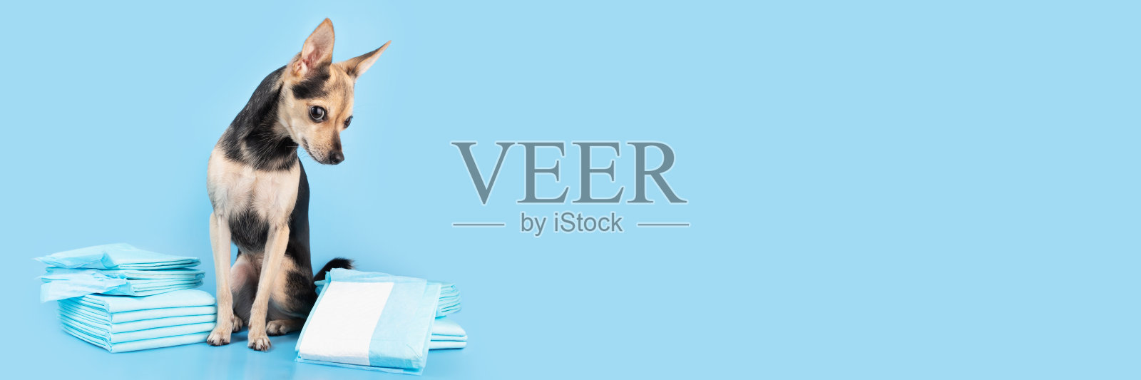 狗垫，宠物尿布，小狗尿尿布餐巾在蓝色的背景，横幅照片摄影图片