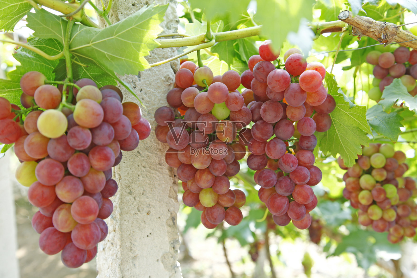 葡萄园照片摄影图片