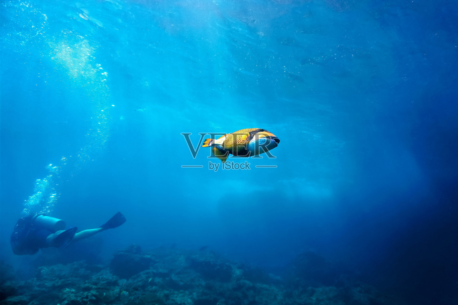 珊瑚礁上的泰坦触发器鱼的水下照片照片摄影图片