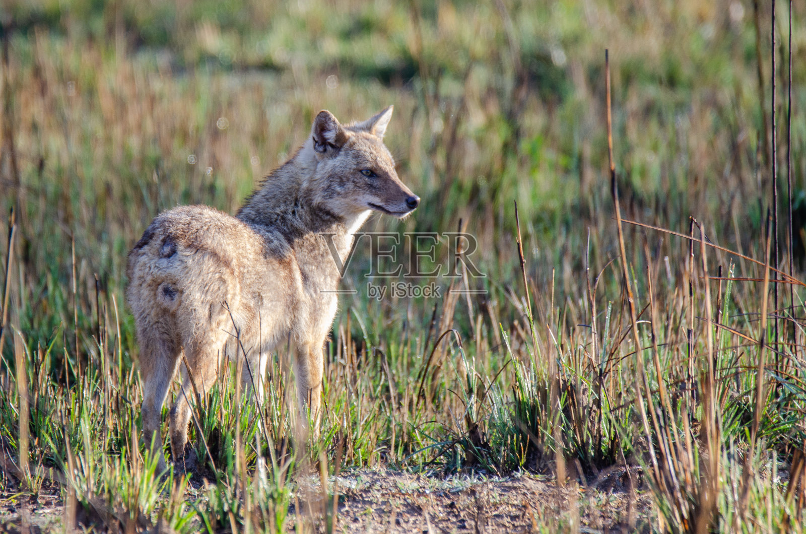 印度科贝特老虎保护区的金豺照片摄影图片