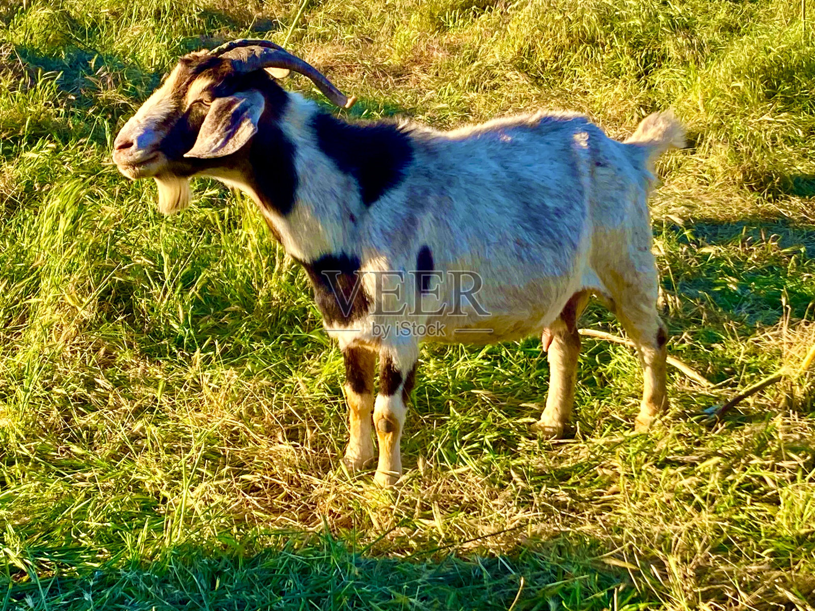 山羊概要照片摄影图片
