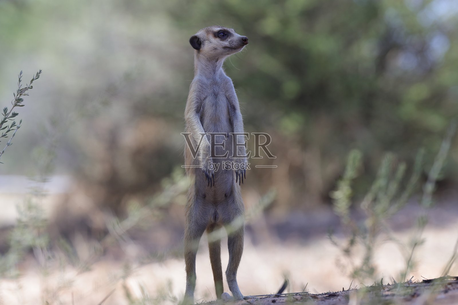 狐獴或狐獴照片摄影图片