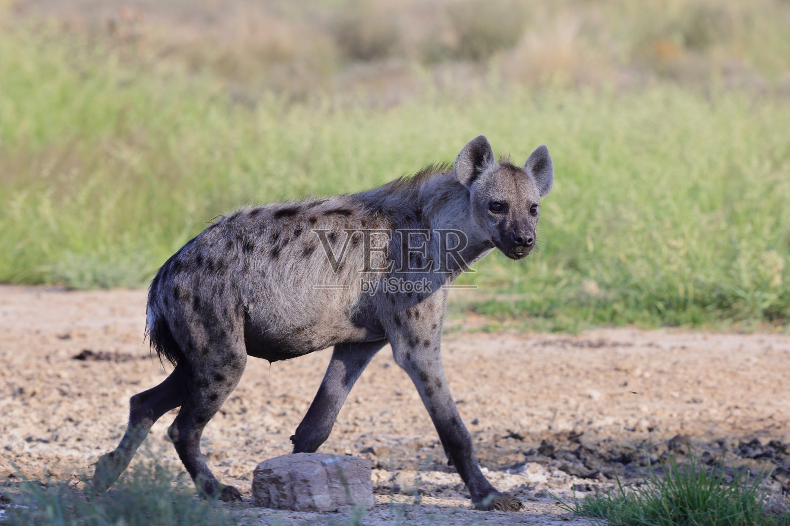 斑点鬣狗照片摄影图片