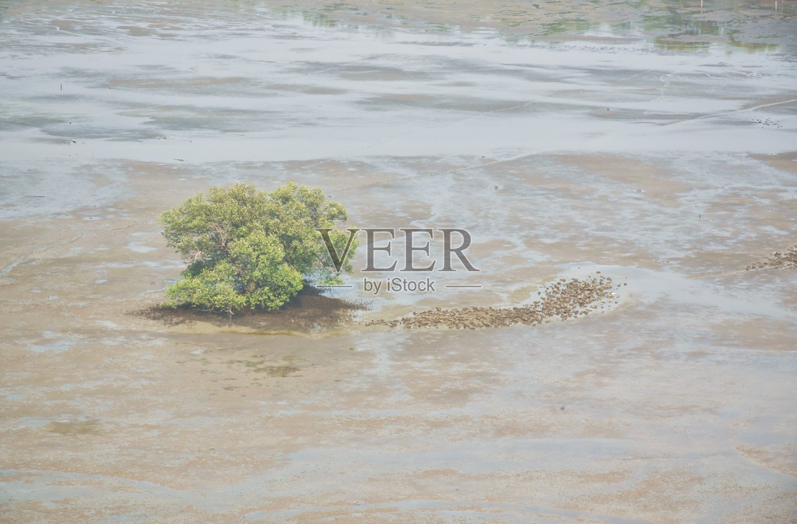 红树林为保护海滩照片摄影图片