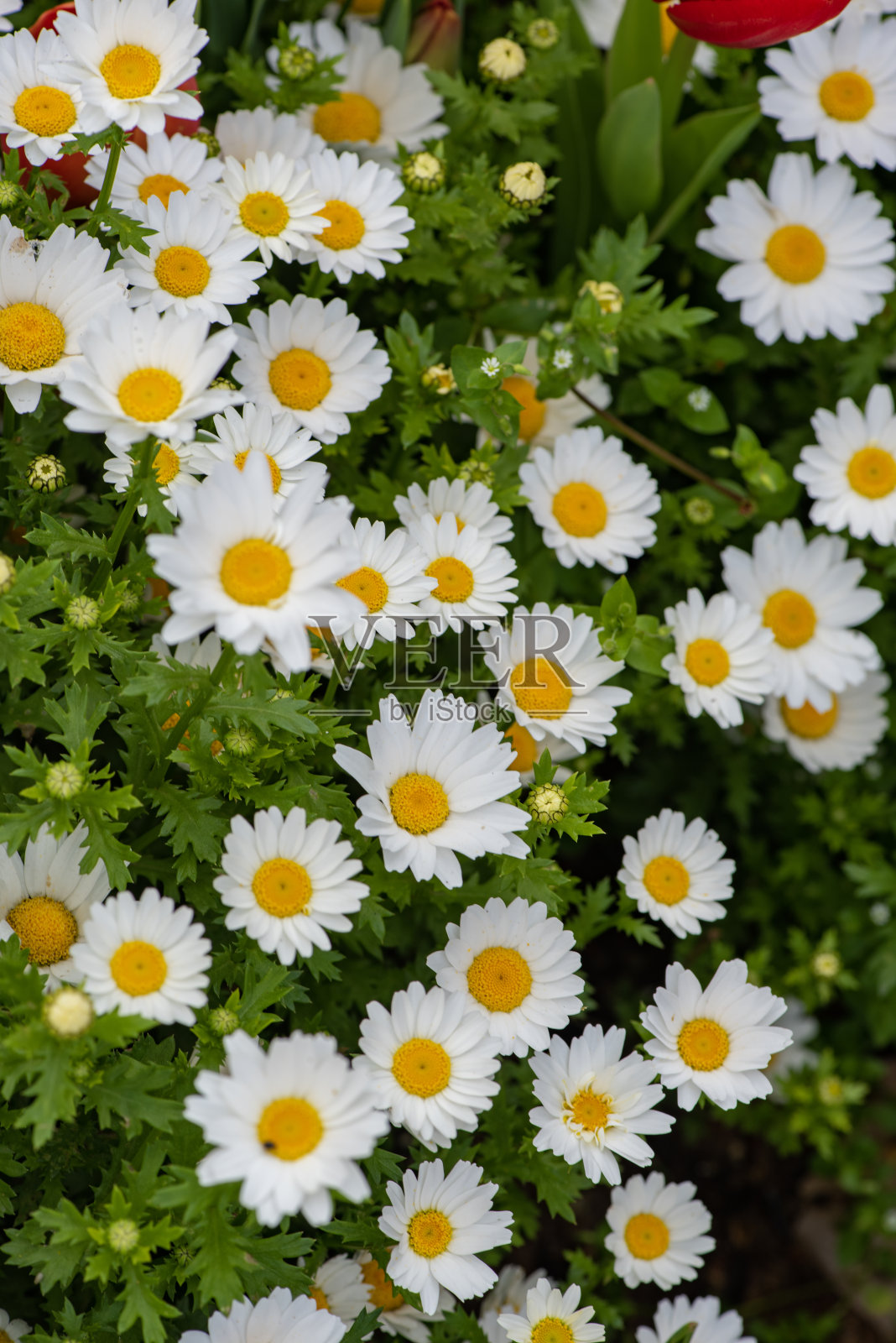 雏菊，洋甘菊。美丽的雏菊背景。照片摄影图片