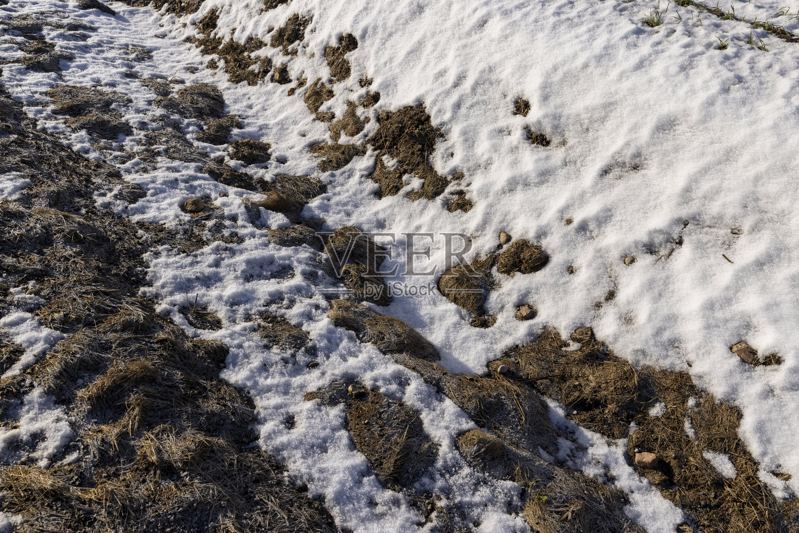 绿色冬小麦在冬天的季节照片摄影图片