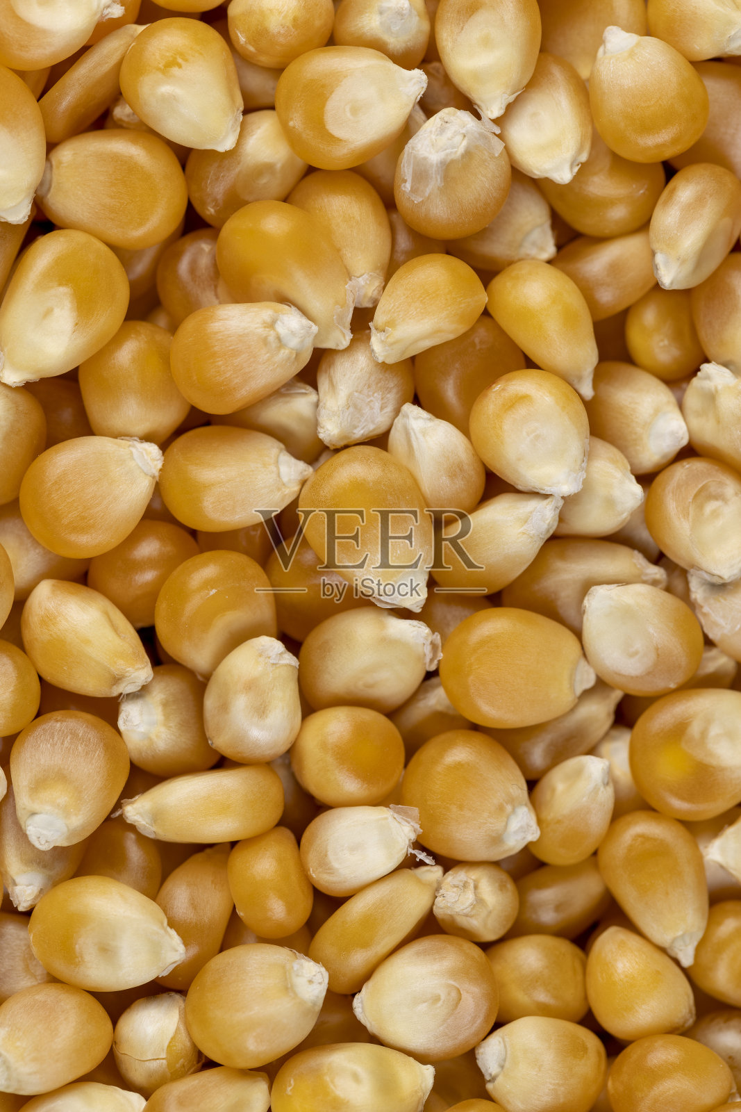 干玉米:用于烹饪和爆米花的干玉米照片摄影图片