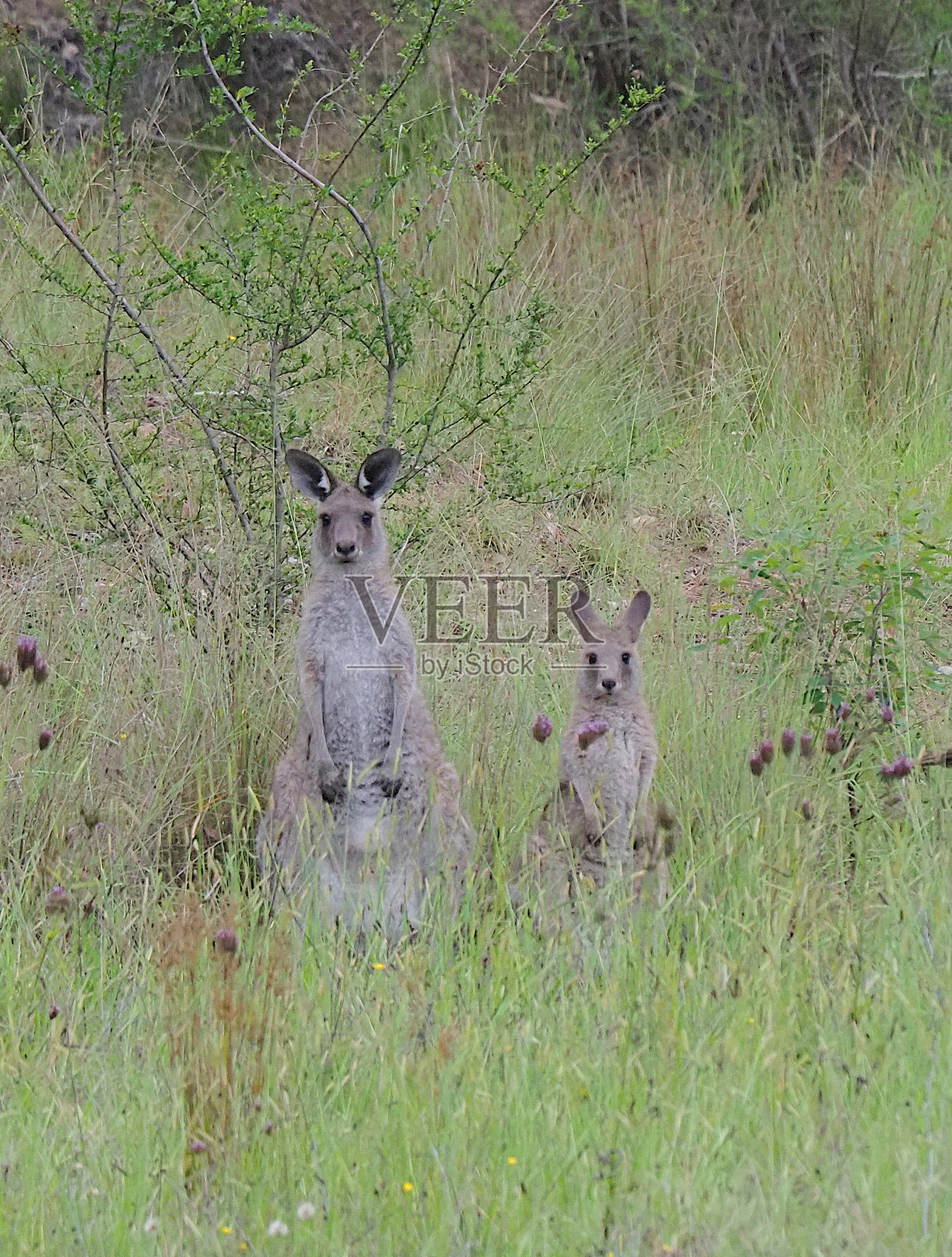 袋鼠照片摄影图片