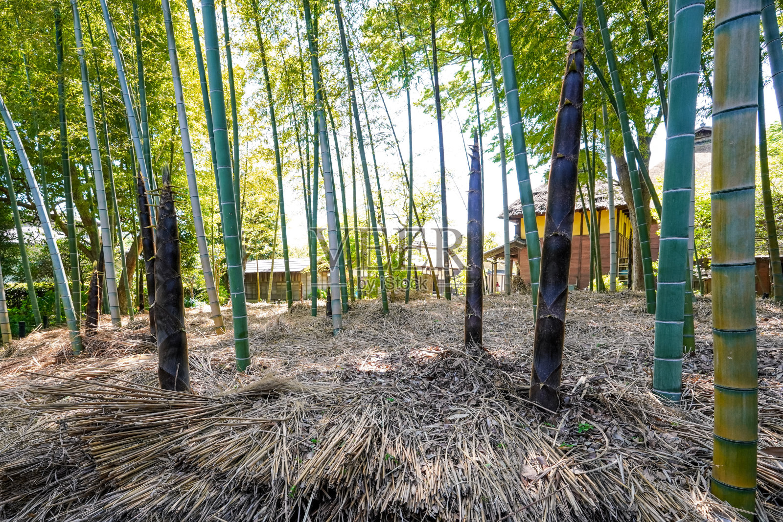 春天，竹林里长出了竹笋照片摄影图片