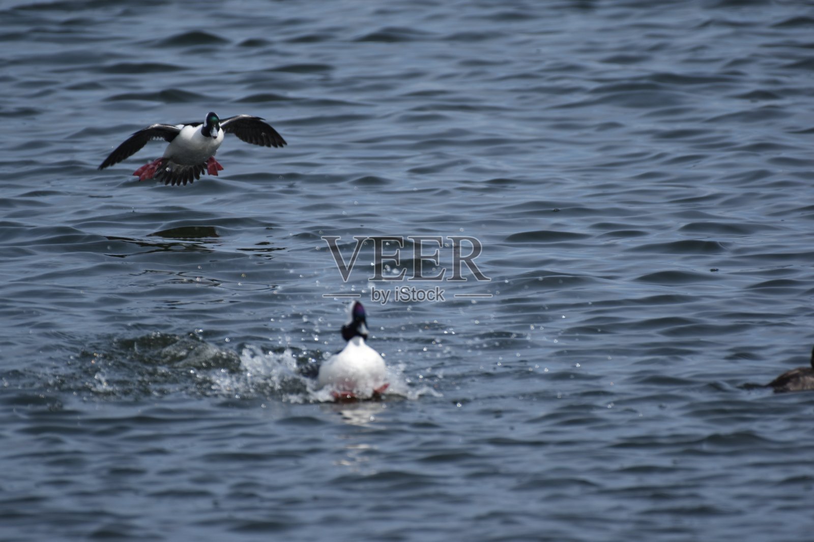 小鸭的一种照片摄影图片