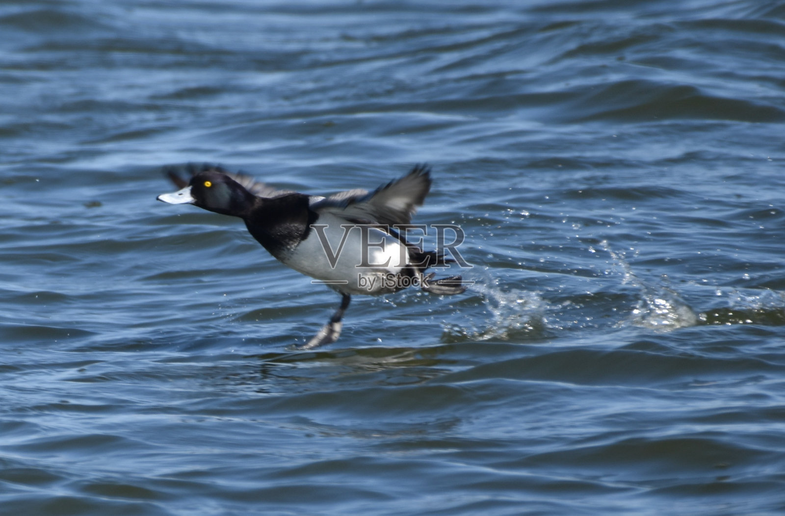 蓝嘴鸟照片摄影图片